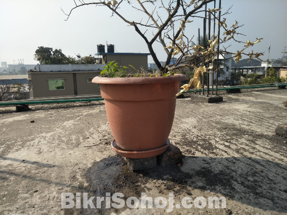 18 inch গাছের টপ